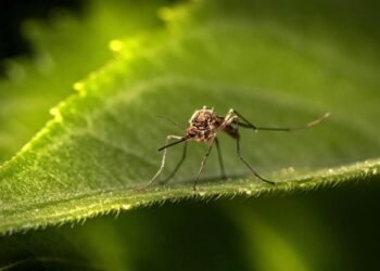 Alertaron sobre la proliferación de mosquitos en sector de Bolívar tras inundaciones por lluvias