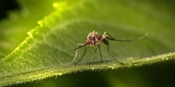 Alertaron sobre la proliferación de mosquitos en sector de Bolívar tras inundaciones por lluvias