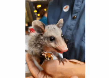 Entre mitos y realidades: la fauna silvestre que habita Caracas