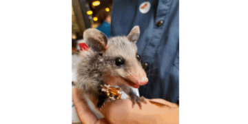 Entre mitos y realidades: la fauna silvestre que habita Caracas