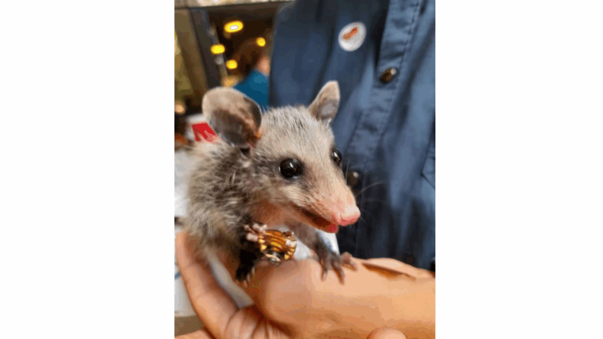 Entre mitos y realidades: la fauna silvestre que habita Caracas