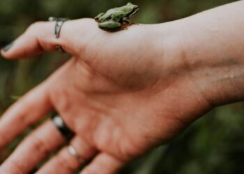 Mujer se tragó ocho ranas por una falsa creencia popular, pero vivió una pesadilla