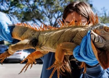 El fenómeno que explica por qué las iguanas caen de los árboles cuando hace frío en el sur de Florida