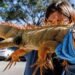 El fenómeno que explica por qué las iguanas caen de los árboles cuando hace frío en el sur de Florida